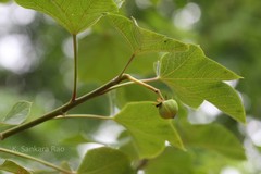 Jatropha tanjorensis